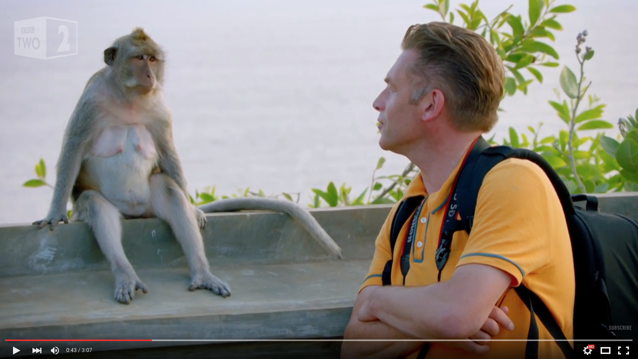 TRENDING NOW: Why these monkeys steal from tourists | iNFOnews.ca