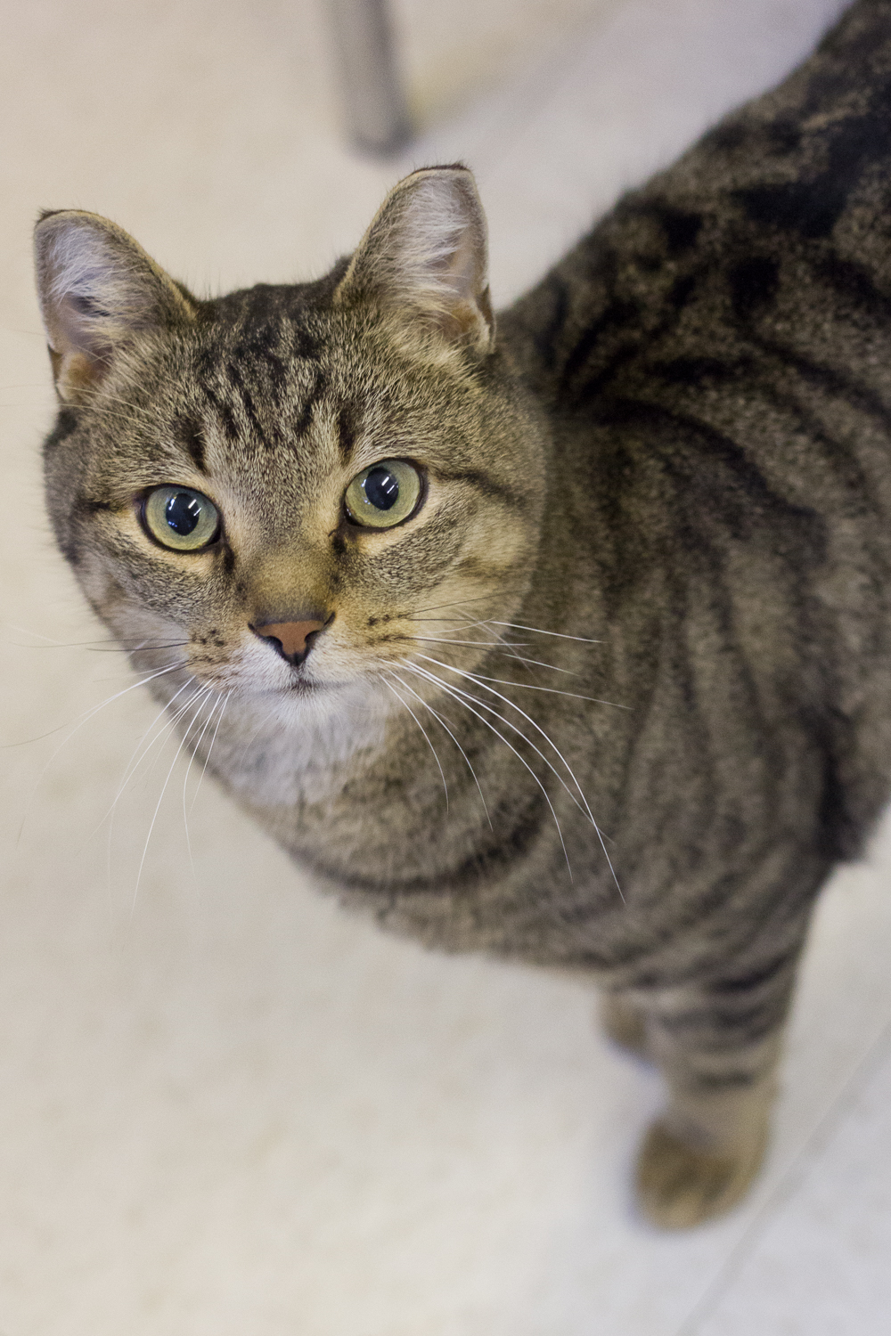 Looking for a forever home; Vernon SPCA pet of the week | iNFOnews.ca