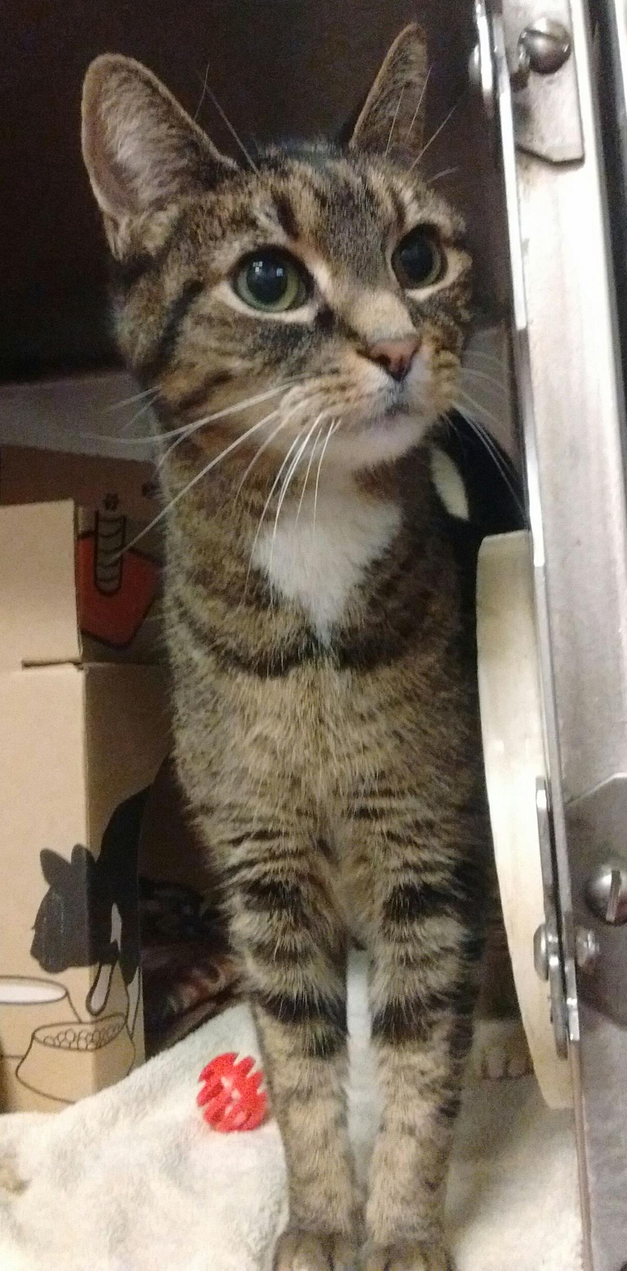 Looking for a forever home; Penticton SPCA pet of the week | iNFOnews.ca