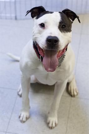 Looking for a forever home; Vernon SPCA pet of the week | iNFOnews.ca