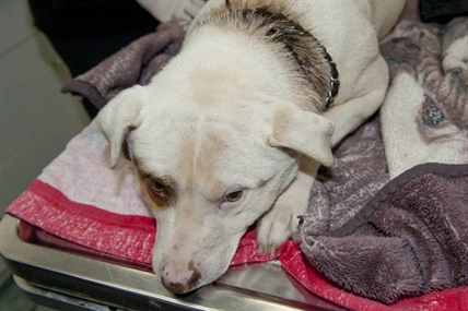 B.C. man charged with animal cruelty after dog's collar embedded in neck | iNFOnews.ca
