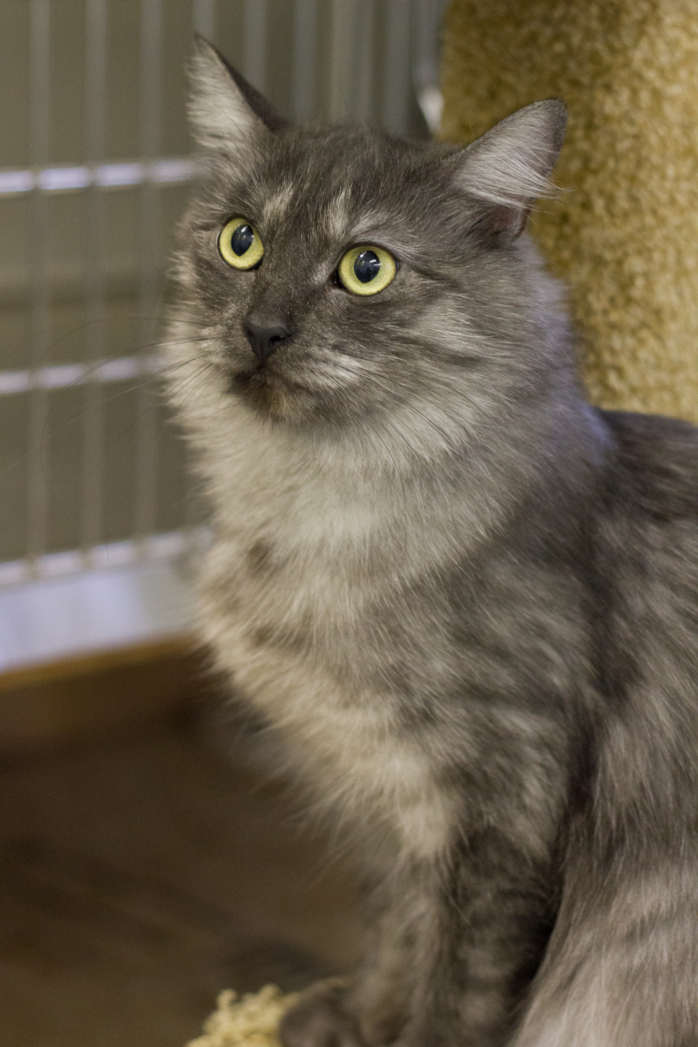 Looking for a forever home; Vernon SPCA pet of the week | iNFOnews.ca Looking for a forever home; Vernon SPCA pet of the week | iNFOnews.ca
