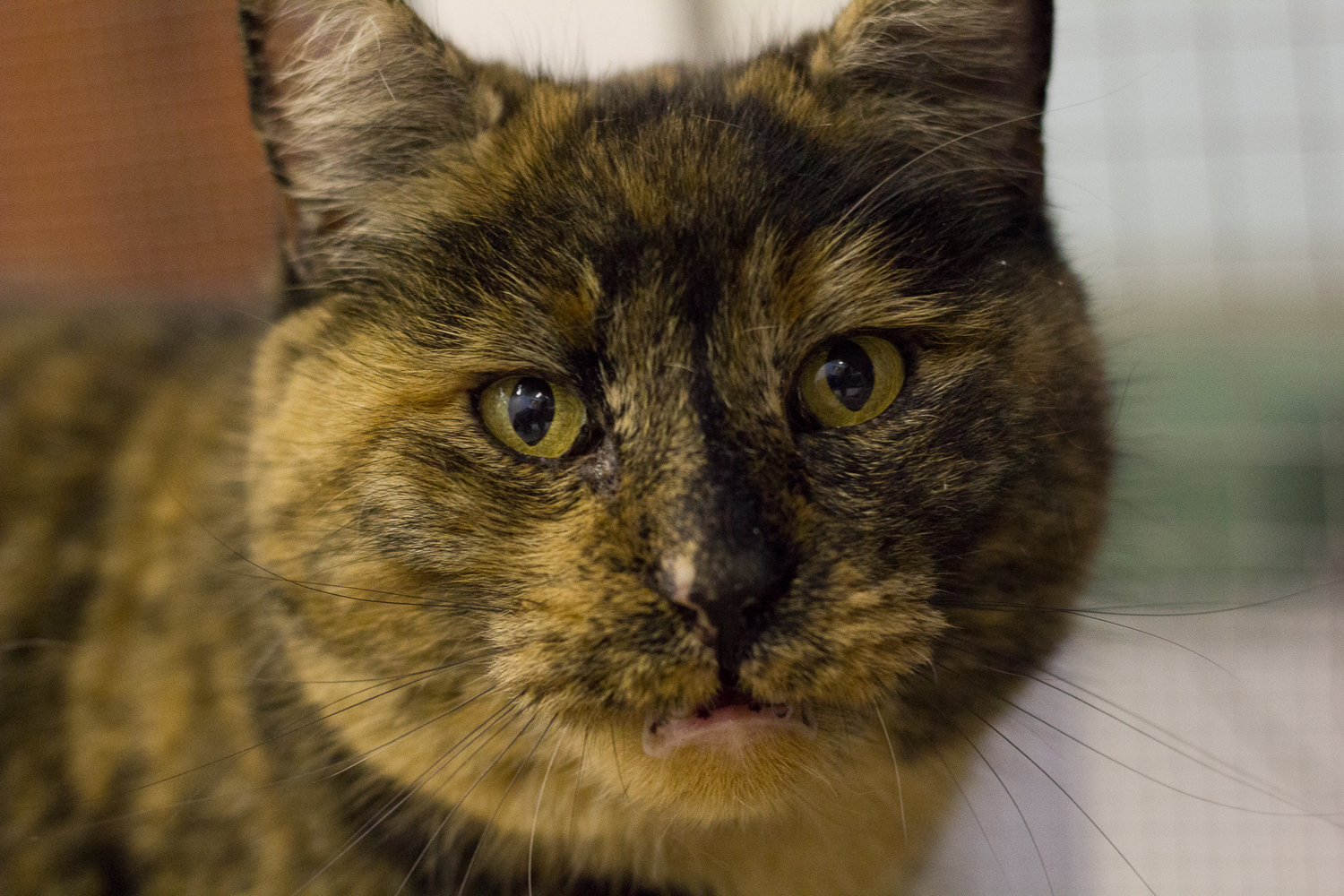 Looking for a forever home; Penticton SPCA pet of the week | iNFOnews.ca Looking for a forever home; Penticton SPCA pet of the week | iNFOnews.ca