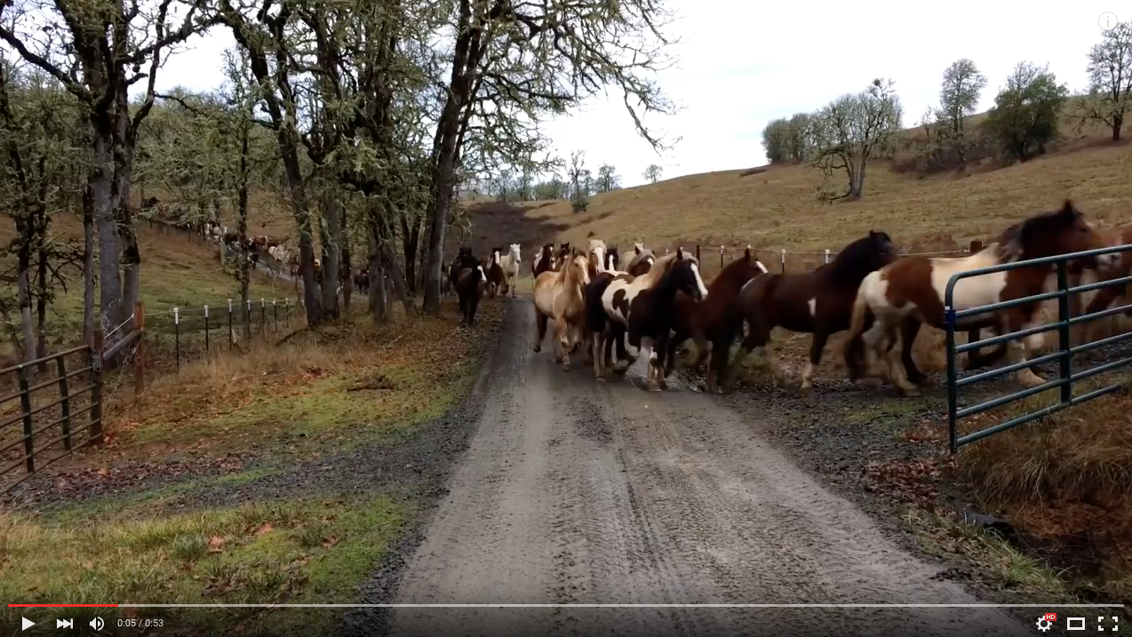 TRENDING NOW: Herd of rescued horses on the run | iNFOnews.ca
