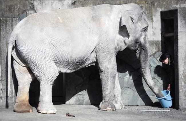 B.C. woman inspires petition to save Japan elephant from 'concrete prison' | iNFOnews.ca