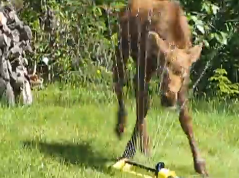 Moose playday at the park | iNFOnews.ca