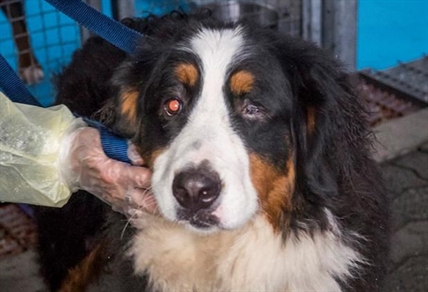 Broken limbs, missing eyes among injuries found in dogs seized from B.C. breeder | iNFOnews.ca