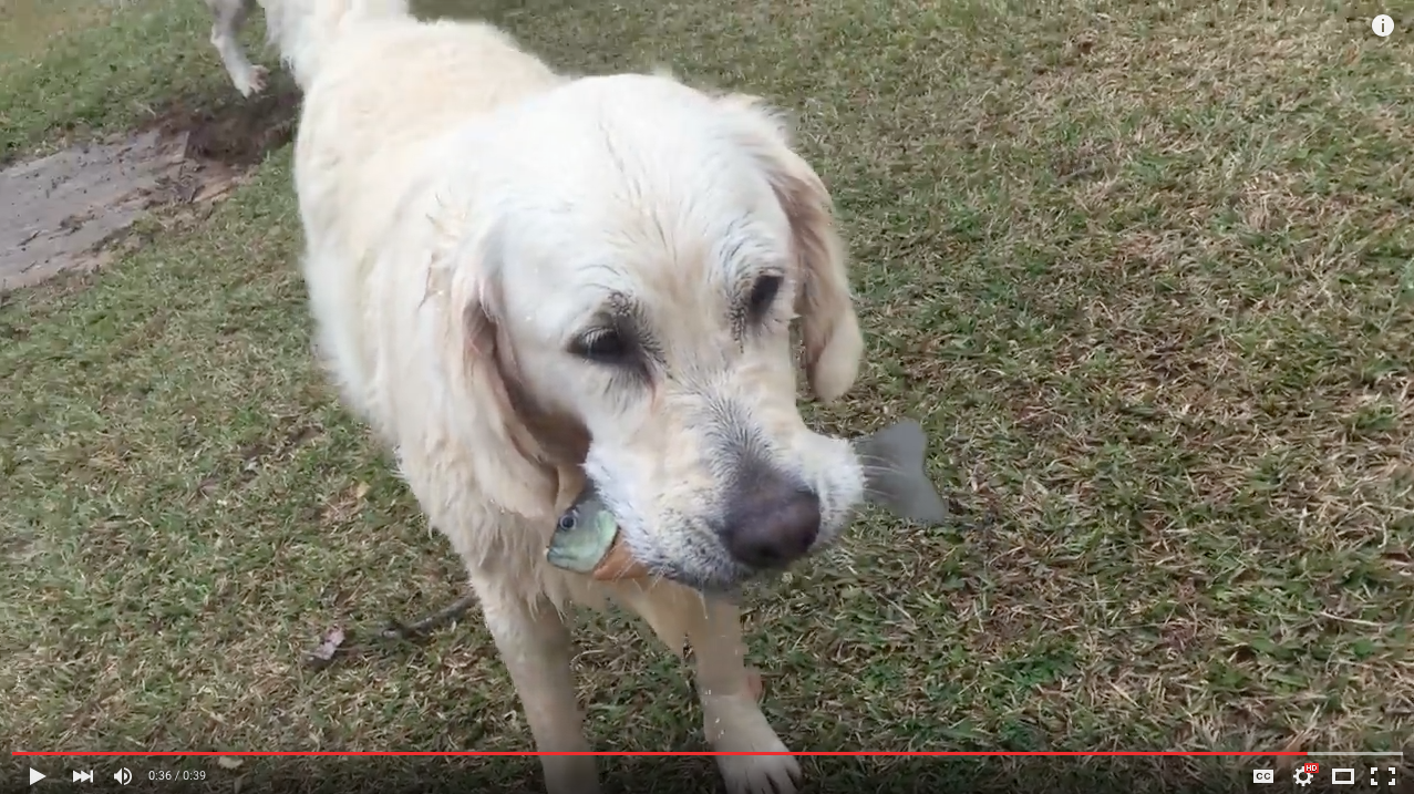 TRENDING NOW: Smart dog uses bait to catch fish | iNFOnews.ca TRENDING NOW: Smart dog uses bait to catch fish | iNFOnews.ca