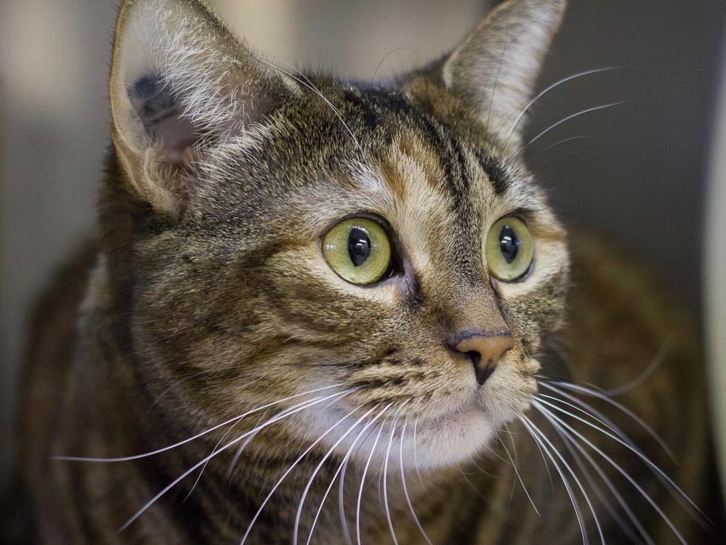 Looking for a forever home; Vernon SPCA pet of the week | iNFOnews.ca