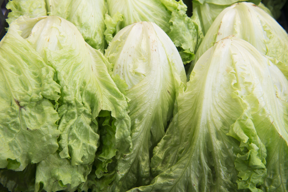 Lettuce among the five food with biggest price increases in past year | iNFOnews.ca