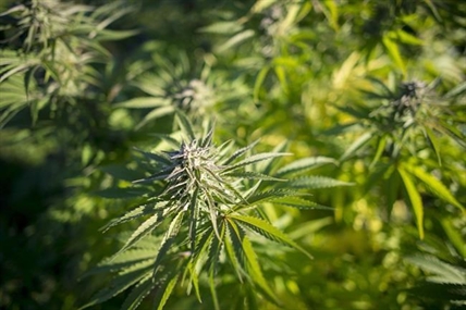 Judge strikes down law barring patients from growing medical marijuana | iNFOnews.ca Judge strikes down law barring patients from growing medical marijuana | iNFOnews.ca