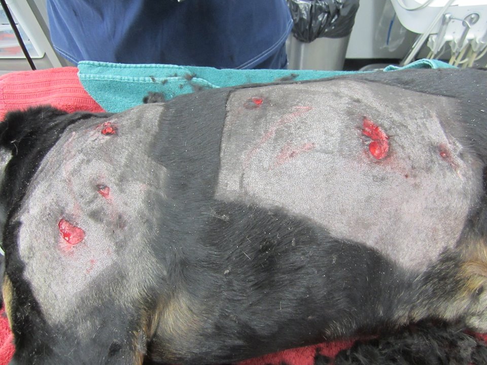 Vernon dog named Lucky lives up to name after surviving 'bizarre' bear encounter | iNFOnews.ca