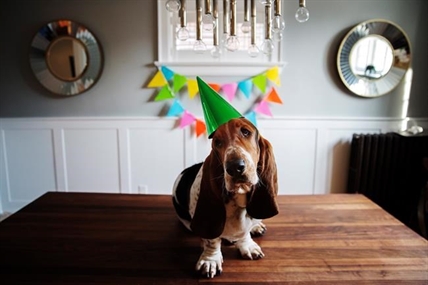 Doggie darlings on Instagram can mean big business for their owners | iNFOnews.ca Doggie darlings on Instagram can mean big business for their owners | iNFOnews.ca