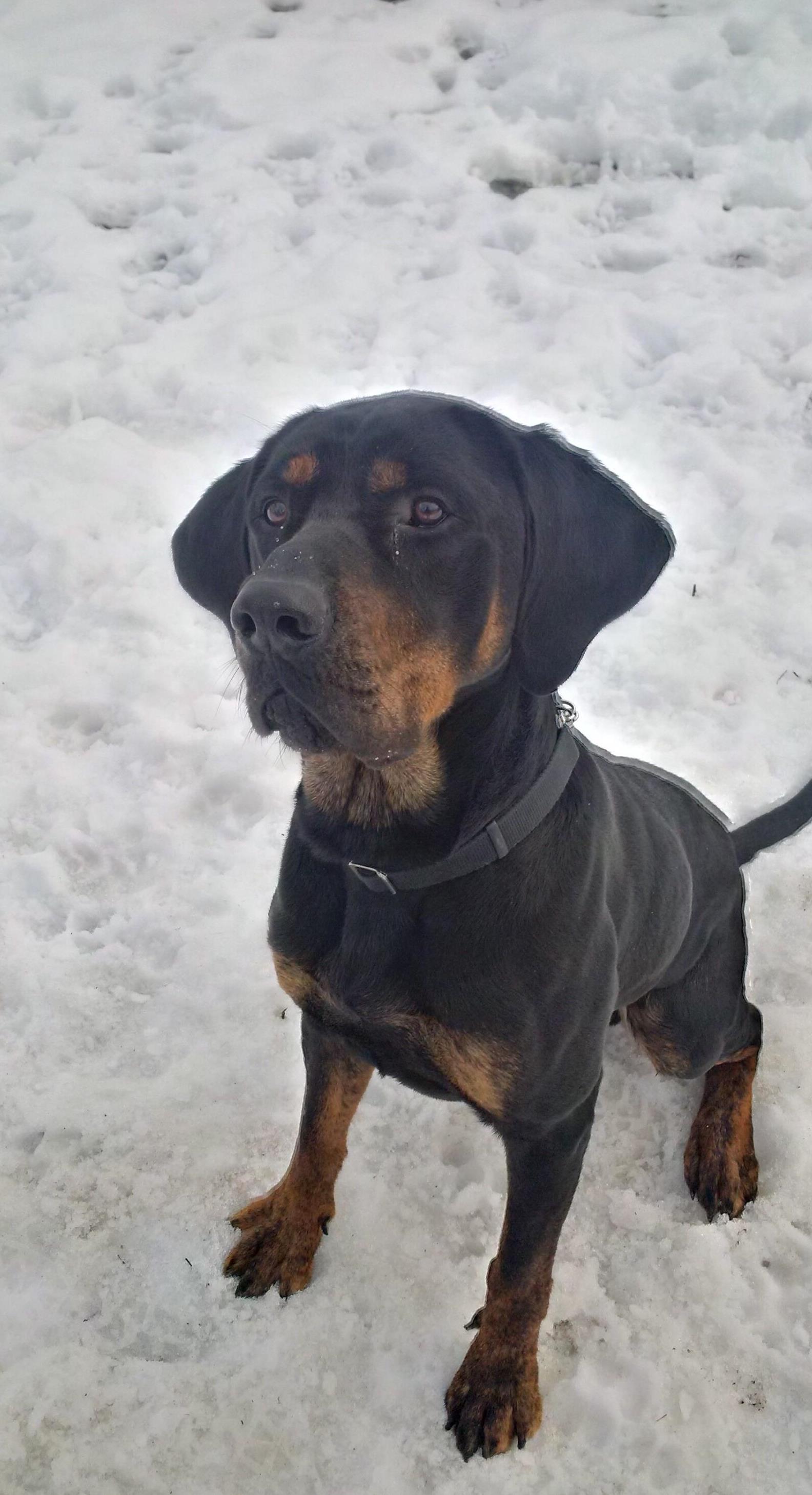 Looking for a forever home; Vernon SPCA pet of the week | iNFOnews.ca