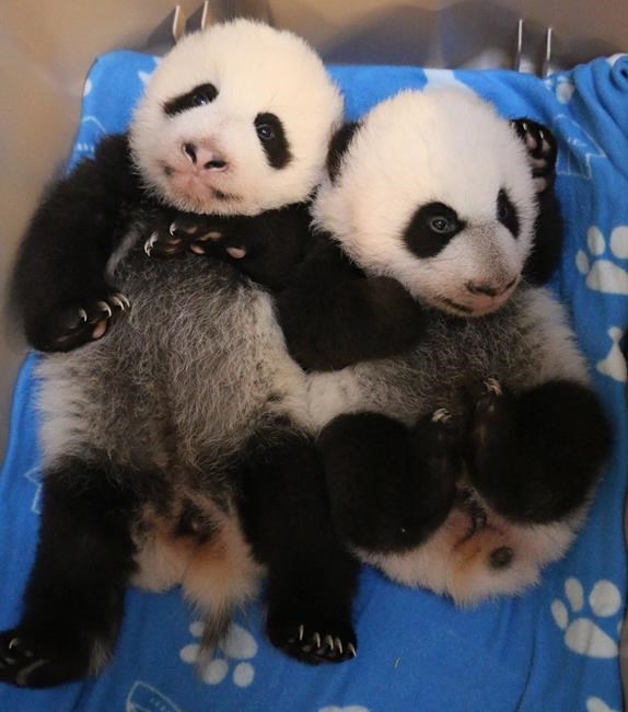 Panda cubs born at Toronto Zoo named 'Canadian Hope' and 'Canadian Joy' | iNFOnews.ca