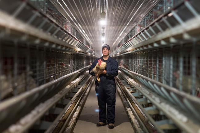 Rattling cages: Canadian egg farmers resist push to cage-free housing | iNFOnews.ca