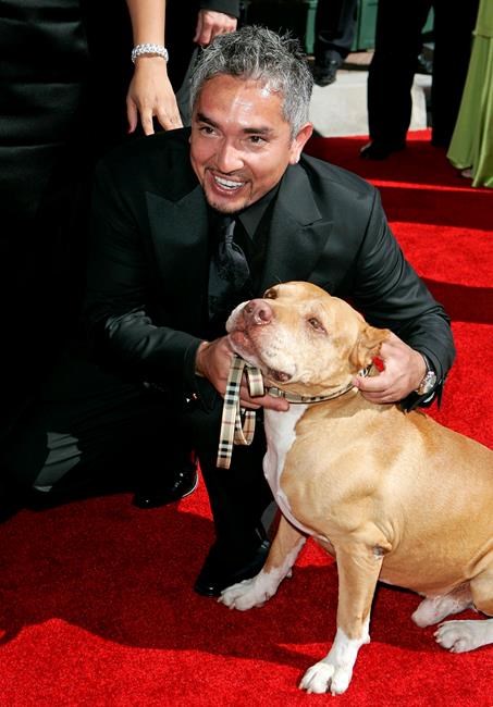 'Dog Whisperer' Millan says animal cruelty claim misguided | iNFOnews.ca