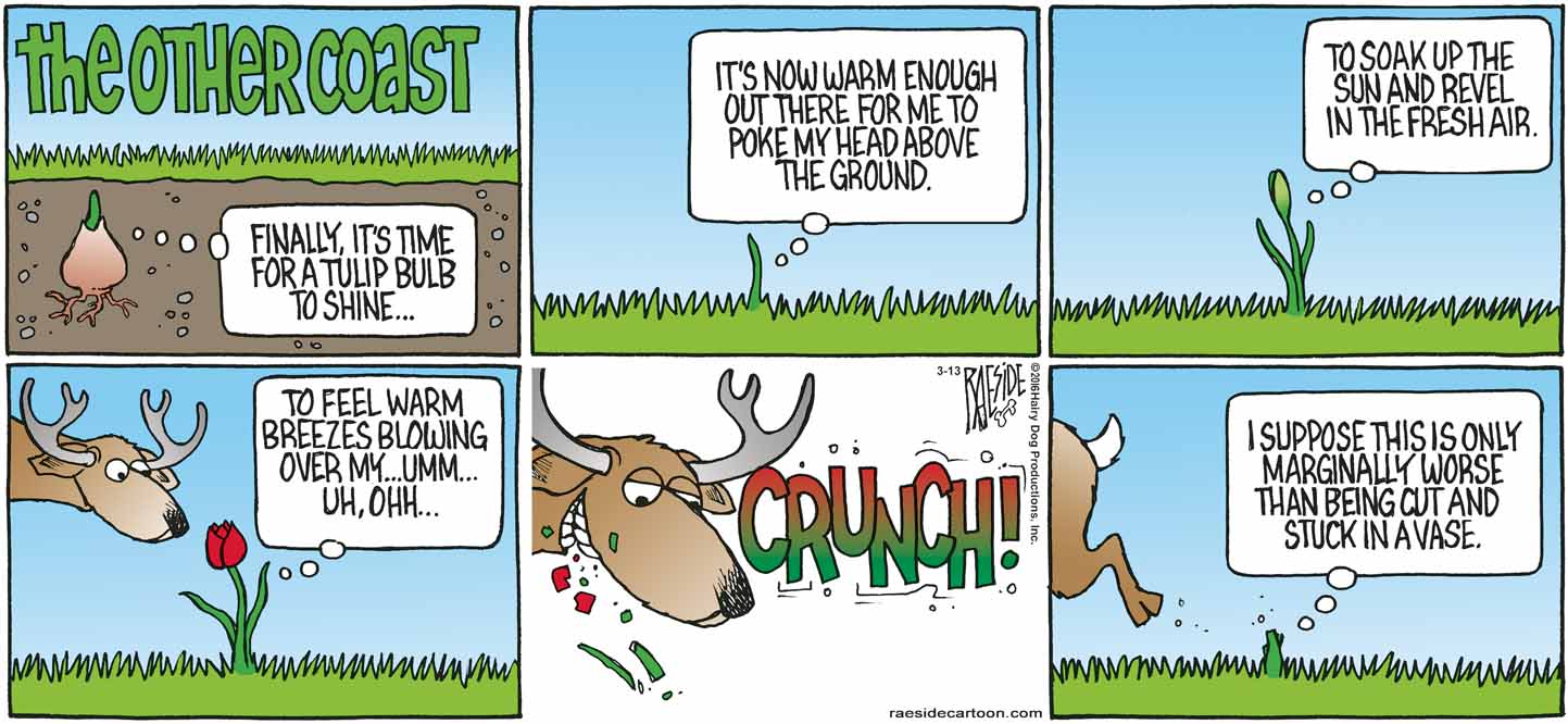 RAESIDE CARTOON | iNFOnews.ca