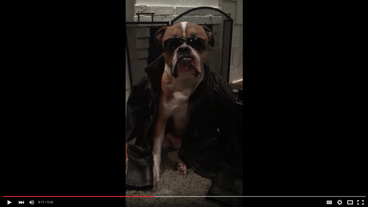 TRENDING NOW: Dog sitter plays dress up with adorable boxer | iNFOnews.ca