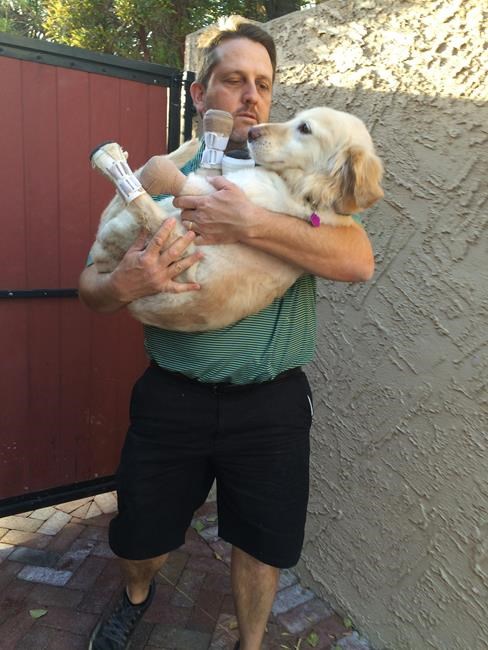 Dog with no legs leaves Korea for new life in Arizona | iNFOnews.ca