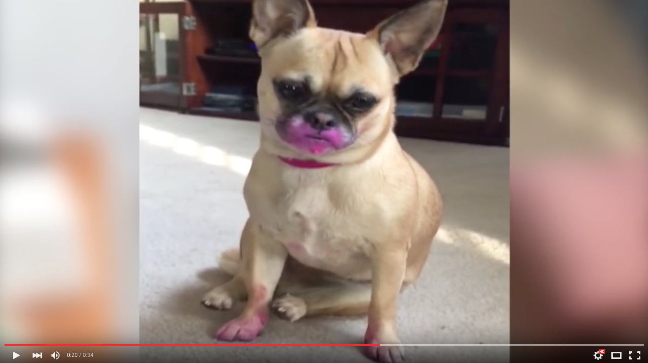 TRENDING NOW: Little dog has weakness for lipstick | iNFOnews.ca