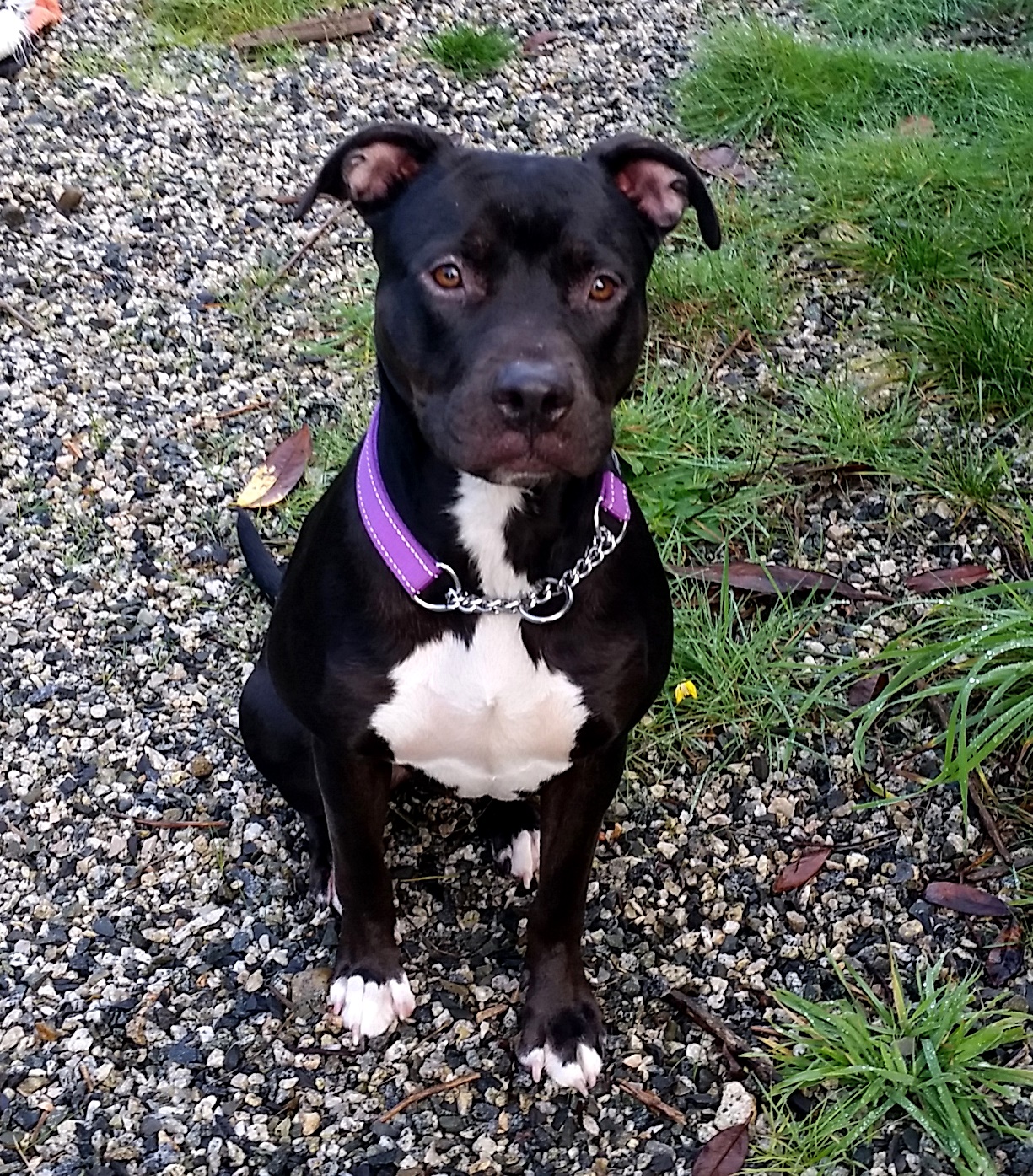 Looking for a forever home; Vernon SPCA pet of the week | iNFOnews.ca