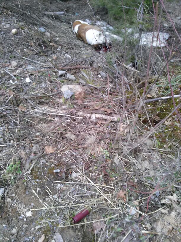 B.C. SPCA investigating after dog found shot in Shuswap | iNFOnews.ca