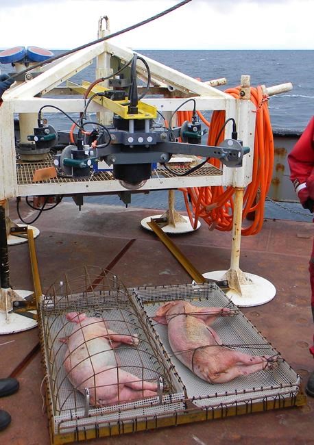 Pigs help shed light on how humans decompose deep under the Pacific Ocean | iNFOnews.ca