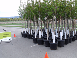 NeighbourWoods is branching out | iNFOnews.ca NeighbourWoods is branching out | iNFOnews.ca