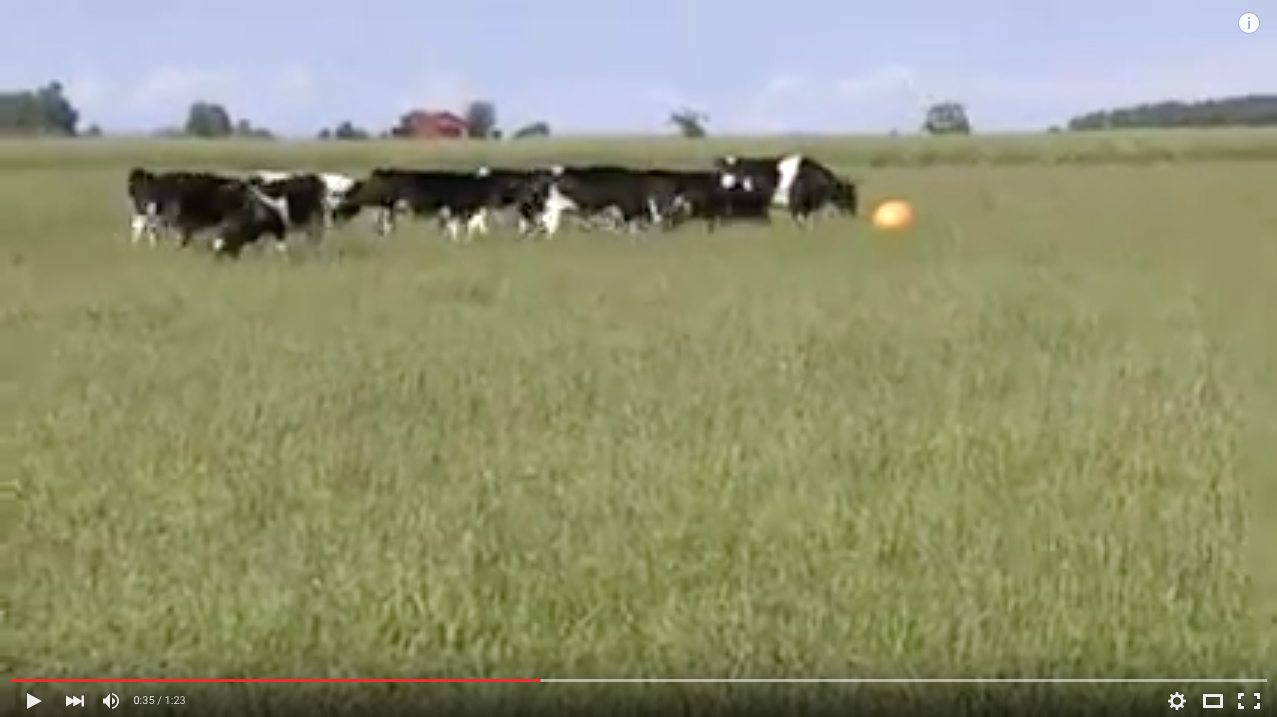 TRENDING NOW: Herd of cows playing with a big, orange ball | iNFOnews.ca TRENDING NOW: Herd of cows playing with a big, orange ball | iNFOnews.ca