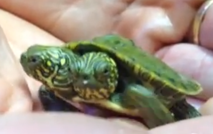 A two-headed turtle! | iNFOnews.ca A two-headed turtle! | iNFOnews.ca