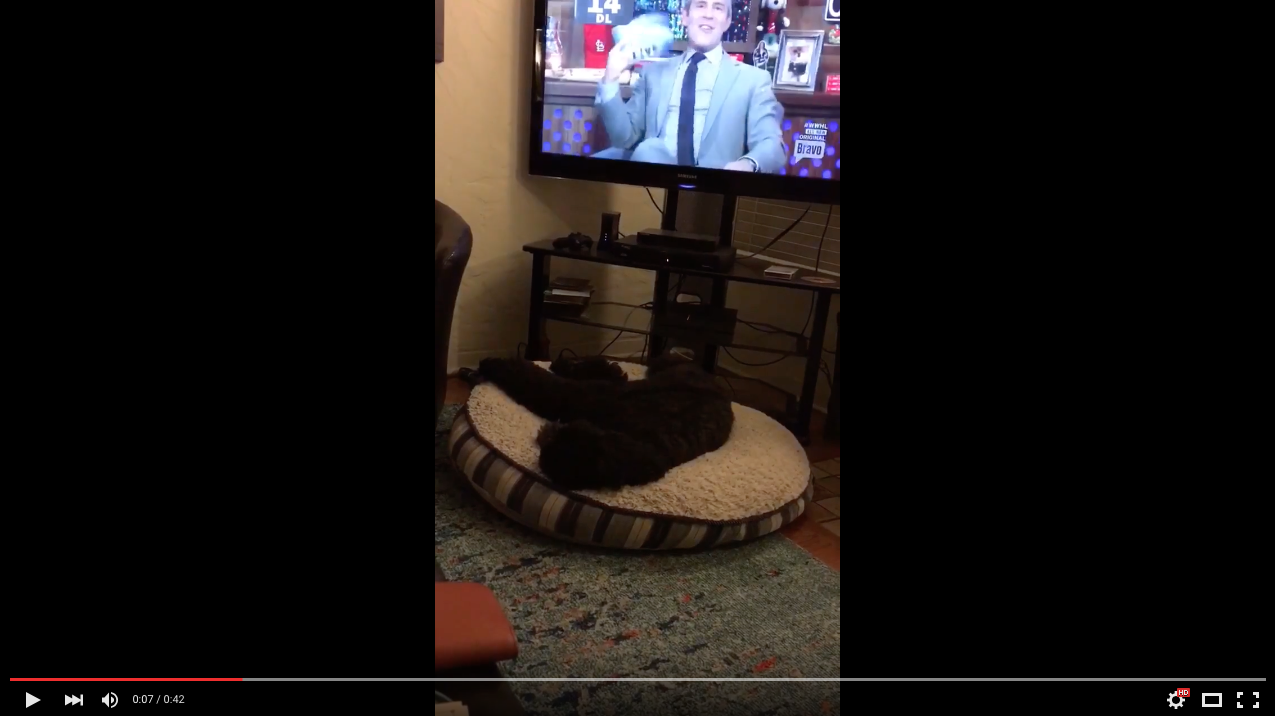 TRENDING NOW: Dog goes to bed when TV turned off, every night | iNFOnews.ca
