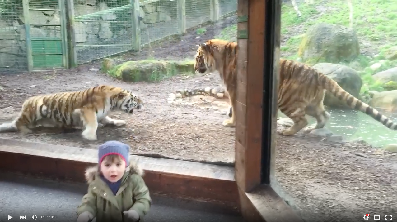 TRENDING NOW: Why you don't wake a sleeping tiger | iNFOnews.ca