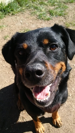 Looking for a forever home; Vernon SPCA pet of the week | iNFOnews.ca