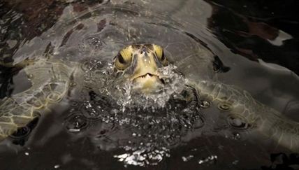 Endangered green sea turtle found on B.C. beach heading back south | iNFOnews.ca