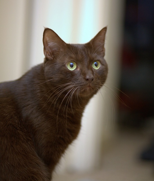 Throwing cat against wall earns man jail time | iNFOnews.ca Throwing cat against wall earns man jail time | iNFOnews.ca