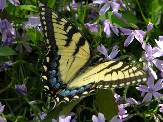 Gardeners can help protect butterfly populations | iNFOnews.ca