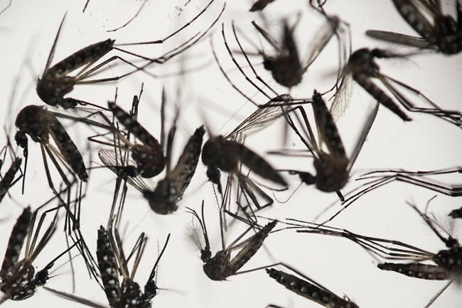 Canada confirms its first case of sexually transmitted Zika virus | iNFOnews.ca