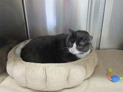 Looking for a forever home; Vernon SPCA pet of the week | iNFOnews.ca