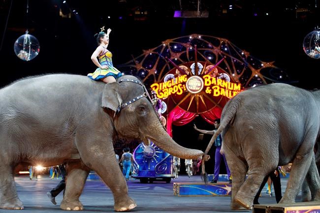 Elephants to perform for final time at Ringling Bros. circus | iNFOnews.ca Elephants to perform for final time at Ringling Bros. circus | iNFOnews.ca