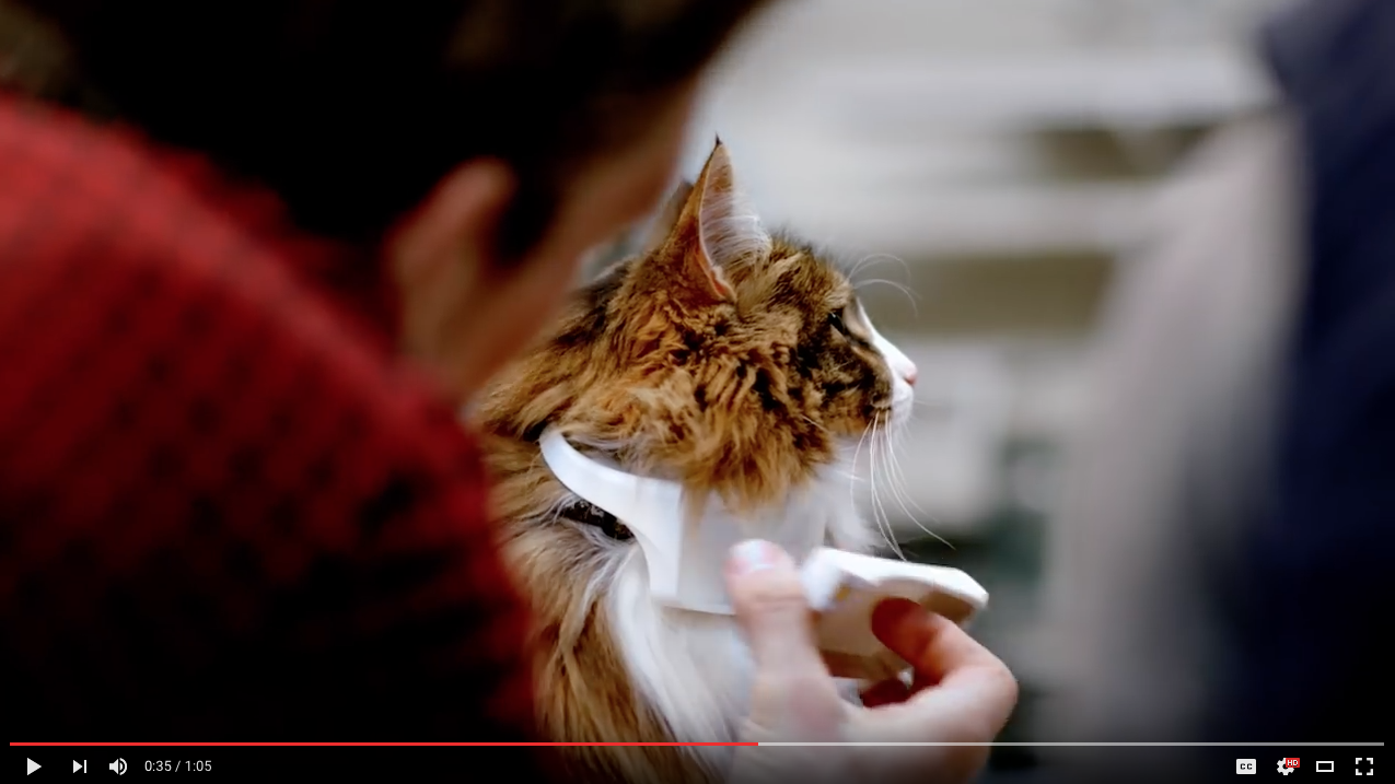 TRENDING NOW: Talking cat collar | iNFOnews.ca