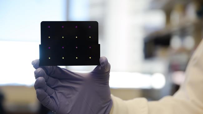 Portable test for Zika infection could help contain spread of virus: researchers | iNFOnews.ca