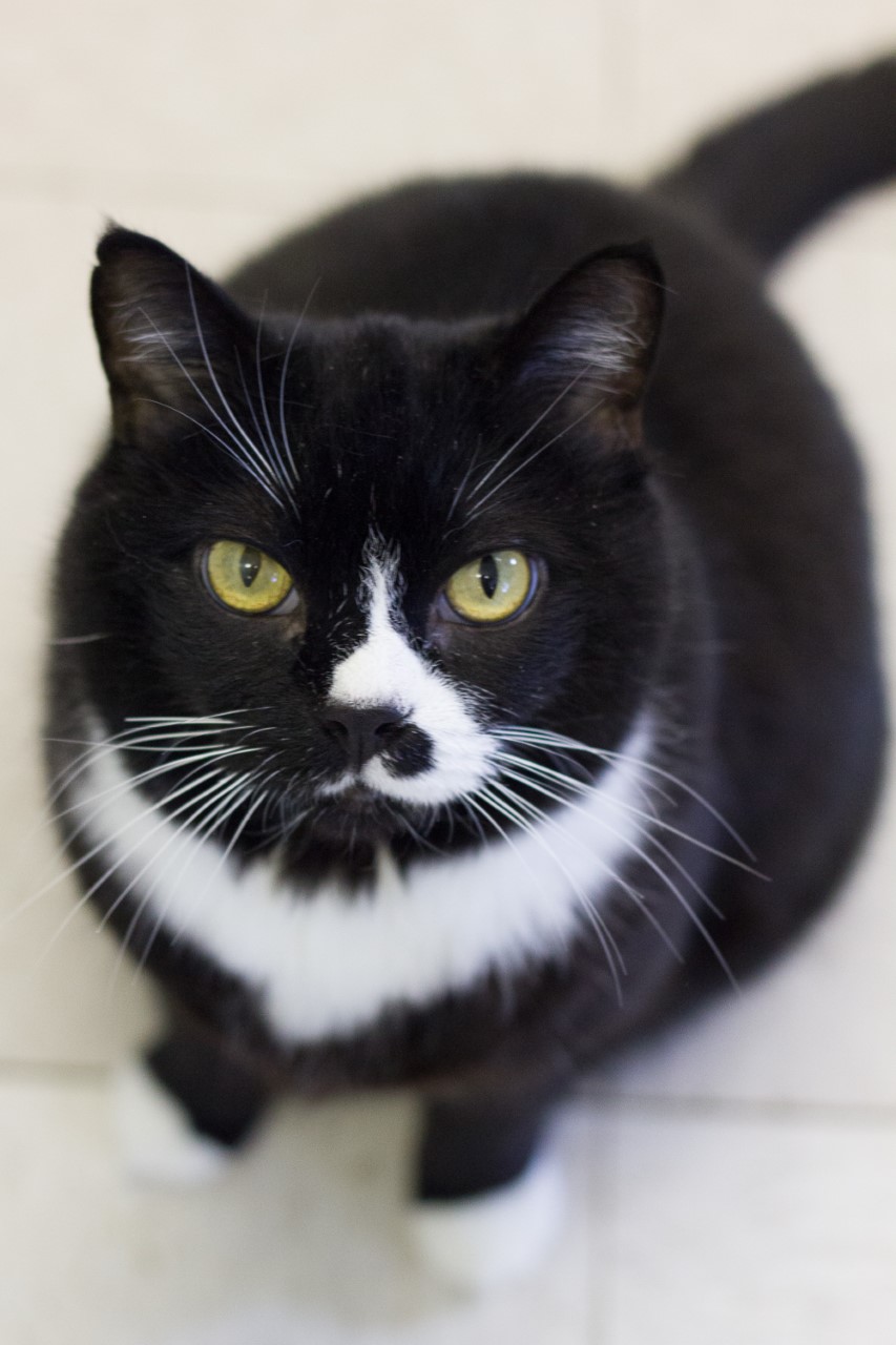 Looking for a forever home; Vernon SPCA pet of the week | iNFOnews.ca