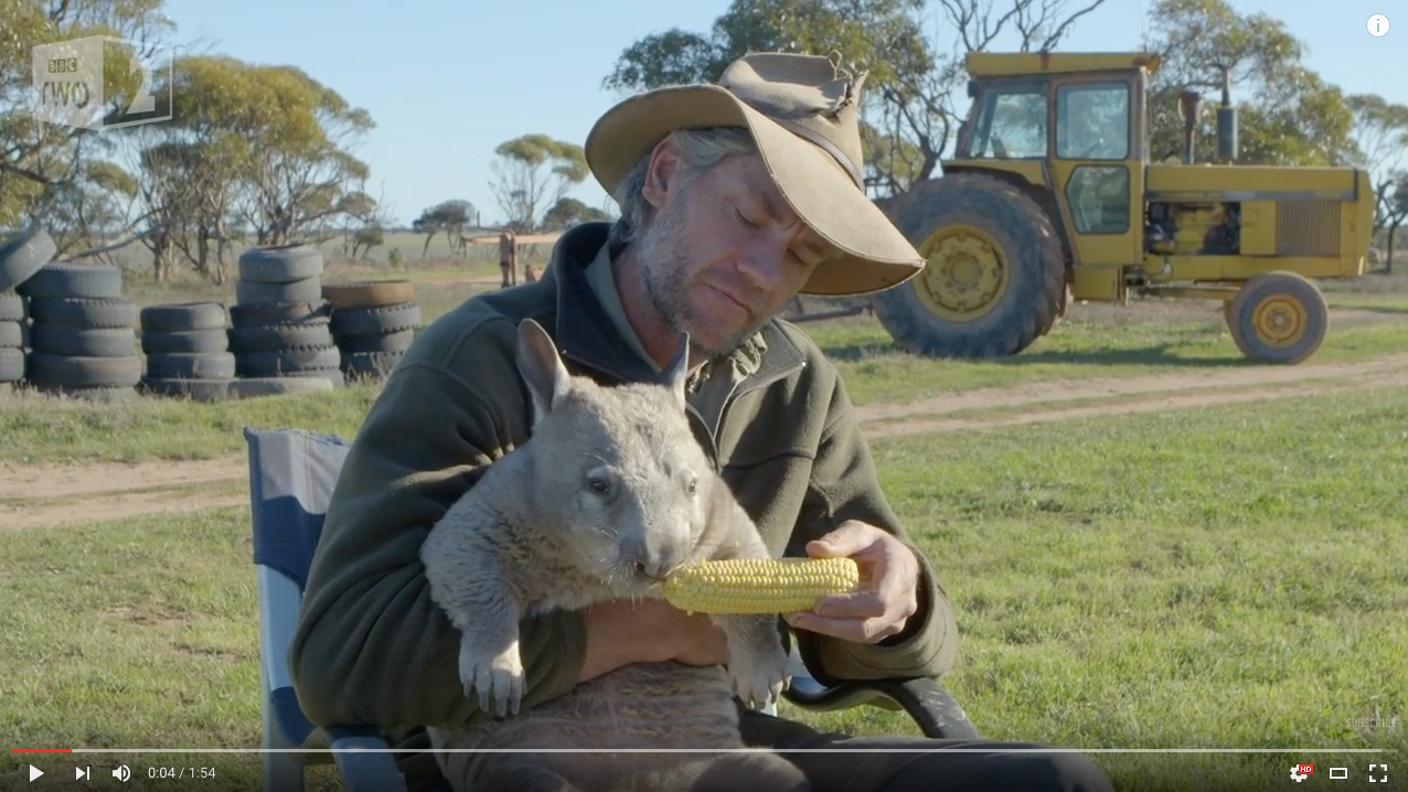 TRENDING NOW: Adorable farting wombat | iNFOnews.ca TRENDING NOW: Adorable farting wombat | iNFOnews.ca