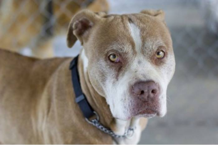Looking for a forever home; Vernon SPCA pet of the week | iNFOnews.ca