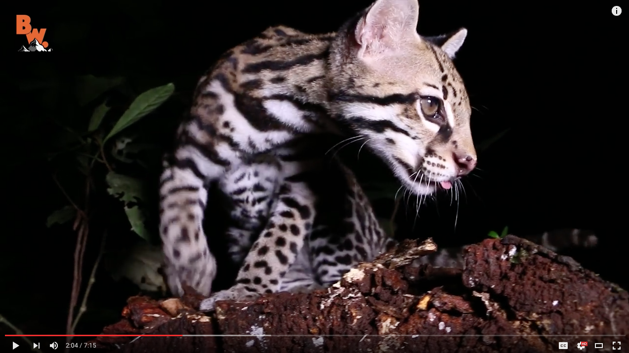 TRENDING NOW: Playing with a wild ocelot | iNFOnews.ca