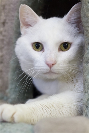 Looking for a forever home; Vernon SPCA pet of the week | iNFOnews.ca