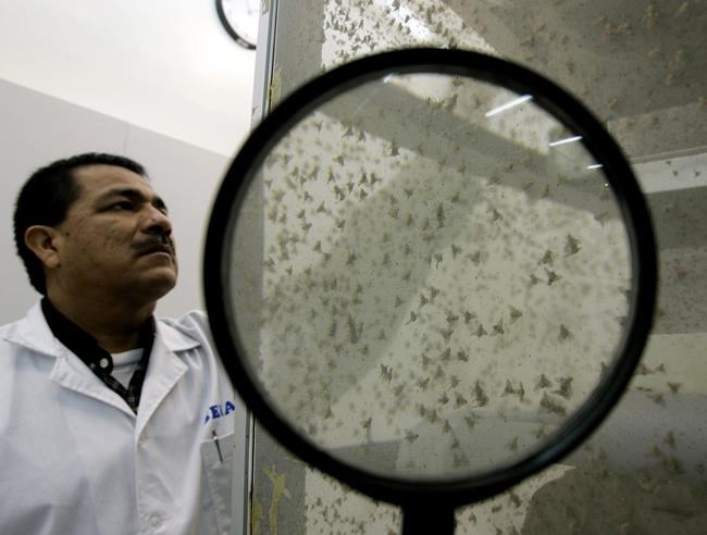 Why the tiny fruit fly has giant sperm: Size matters to her | iNFOnews.ca