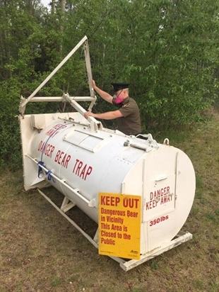 Wildlife officers trapping bears after stinky trash in fire-damaged Fort McMurray | iNFOnews.ca