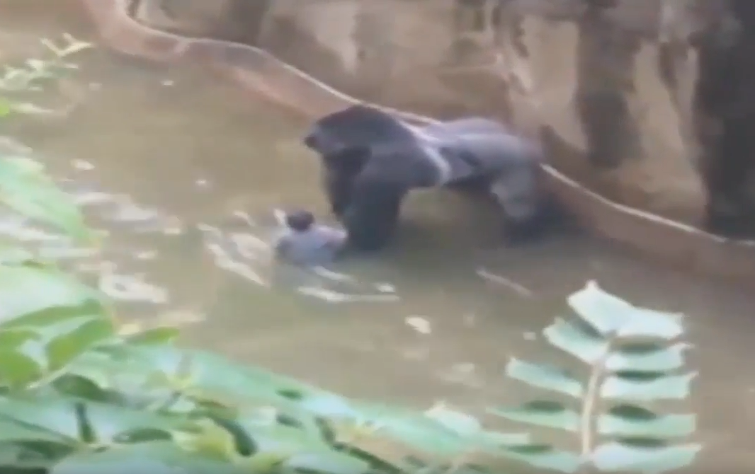 Police investigate parents of boy rescued from gorilla | iNFOnews.ca Police investigate parents of boy rescued from gorilla | iNFOnews.ca